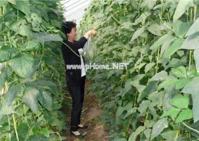 品牌農(nóng)業(yè)知多少？(圖文)(圖文)