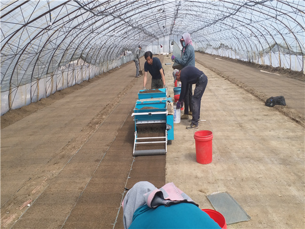 龍井市水稻育苗工作如火如荼進行中