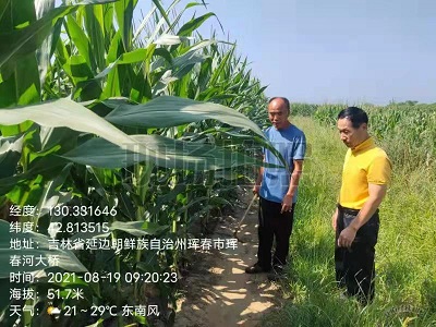 琿春市玉米種植大戶嘗試寬窄行種植新模式長(zhǎng)勢(shì)良好