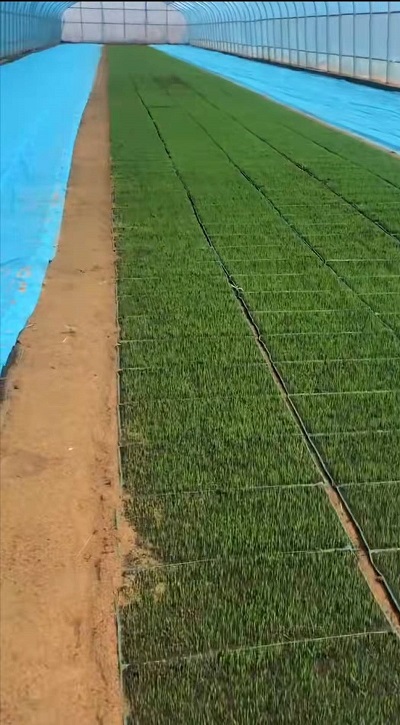 琿春市水稻機(jī)械拋秧技術(shù)推廣進(jìn)展順利