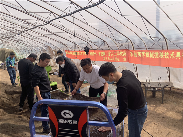 有序拋 促早熟，水稻拋秧新技術(shù)助東盛農(nóng)民增收