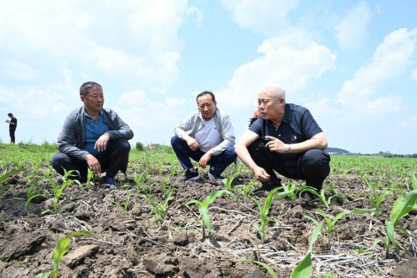 延邊州農(nóng)機(jī)總站赴敦化市調(diào)研苗期深松作業(yè)開展情況